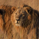 Wilderness Experience