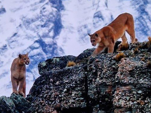 Wilderness Experience Tour Operator